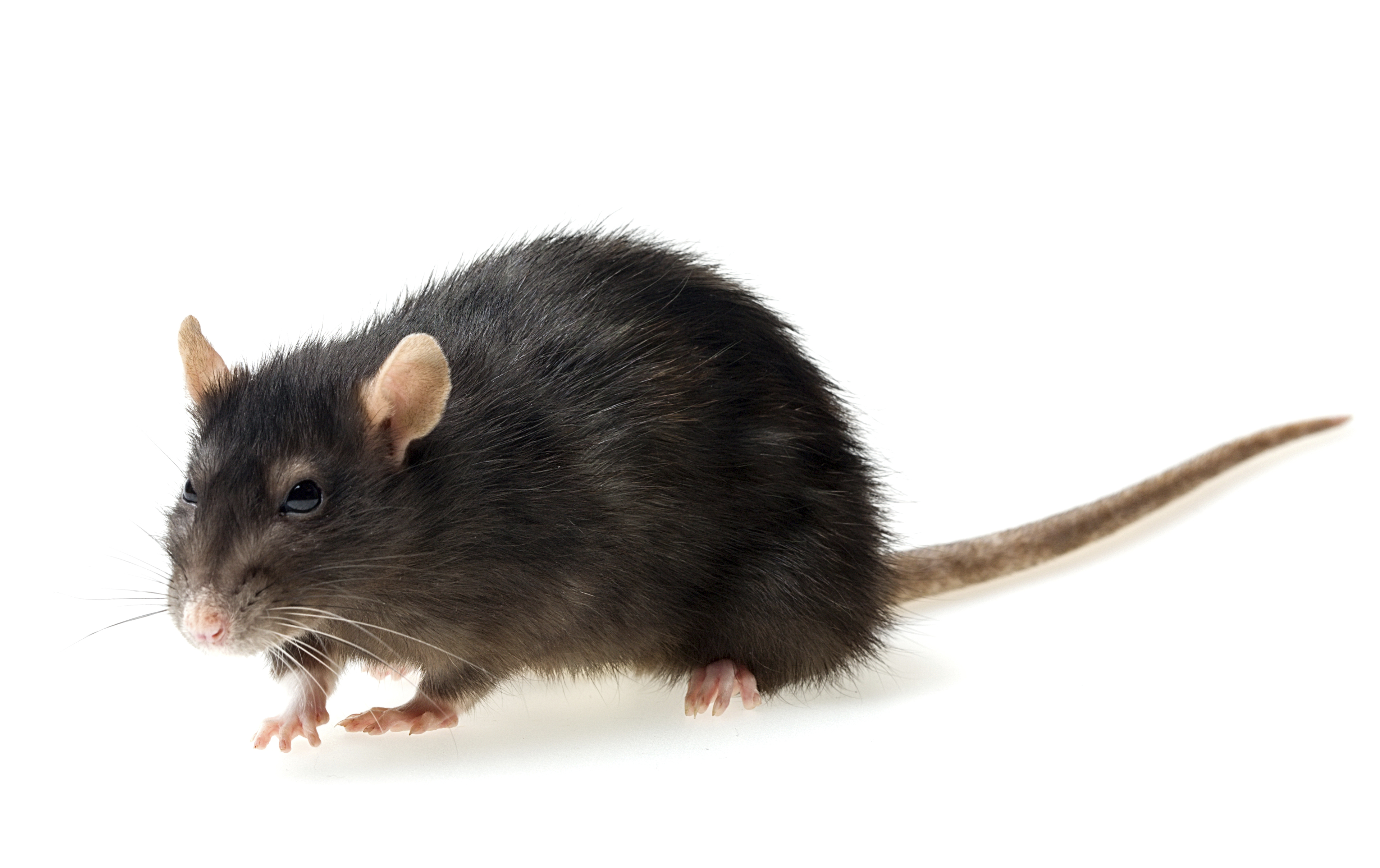 rodent-control-rabbit-mice-and-rat-extermination-london-and-south